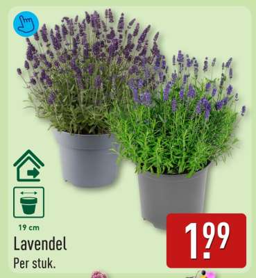 Lavendel
