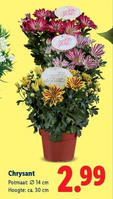 Chrysant