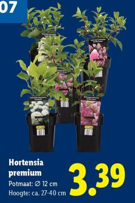 Hortensia premium