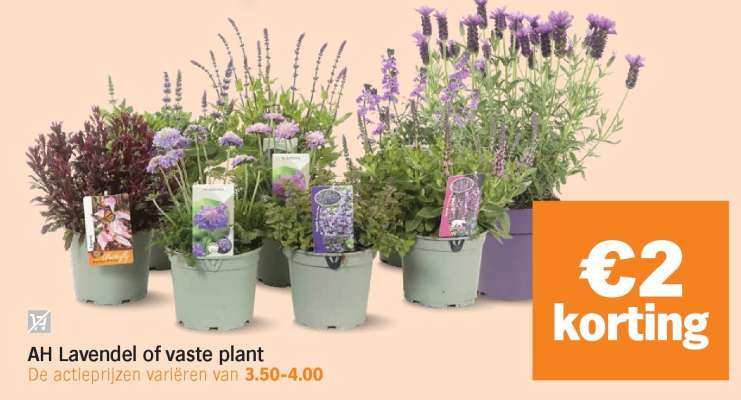AH Lavendel of vaste plant