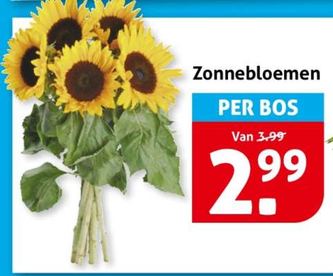 Zonnebloemen