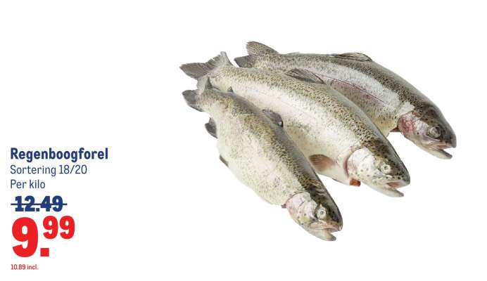 Regenboogforel