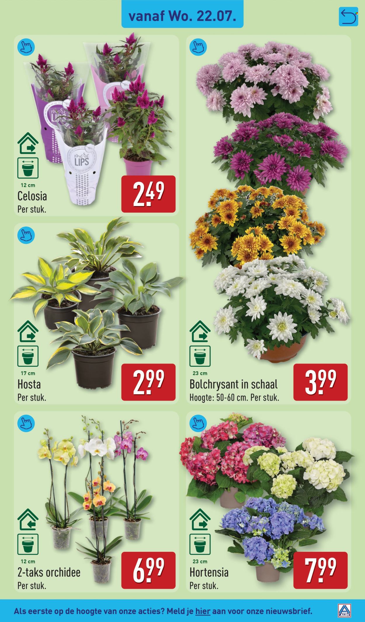 Aldi-aanbieding - 20.7.2026 - 26.7.2026. Pagina 37