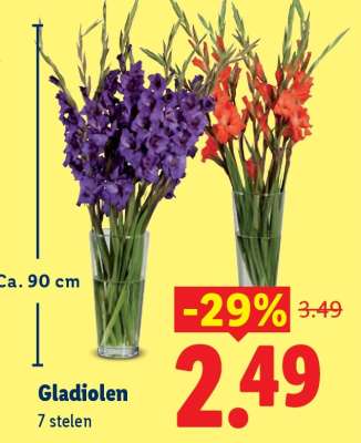 Gladiolen