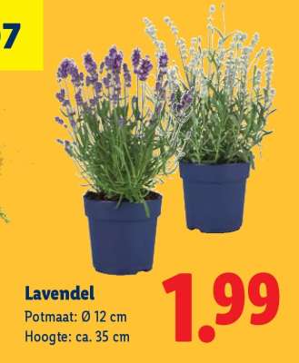 Lavendel