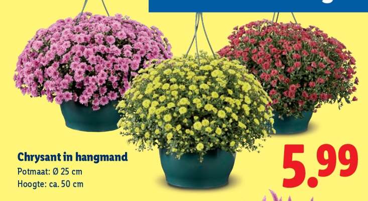 Chrysant in hangmand
