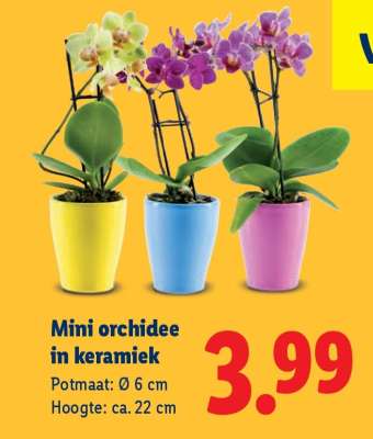 Mini orchidee in keramiek