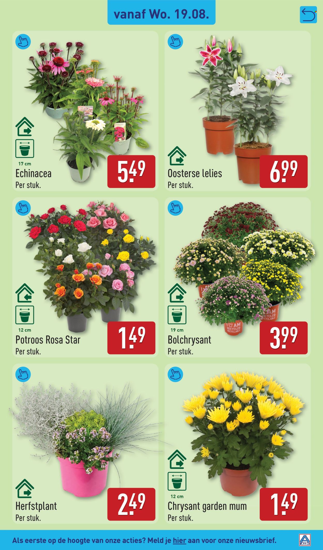 Aldi-aanbieding - 17.8.2026 - 23.8.2026. Pagina 31