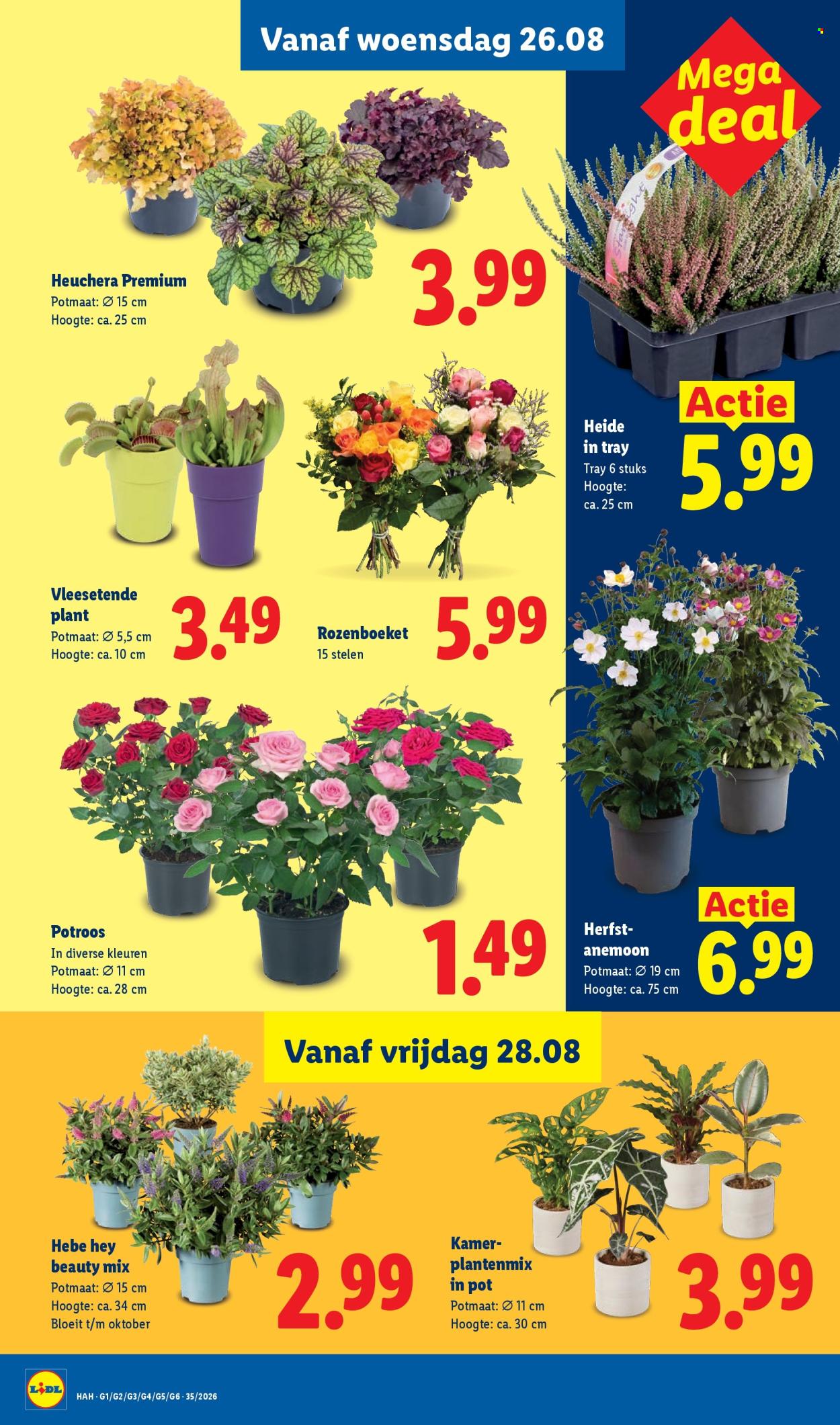 Lidl-aanbieding - 24.8.2026 - 30.8.2026. Pagina 20