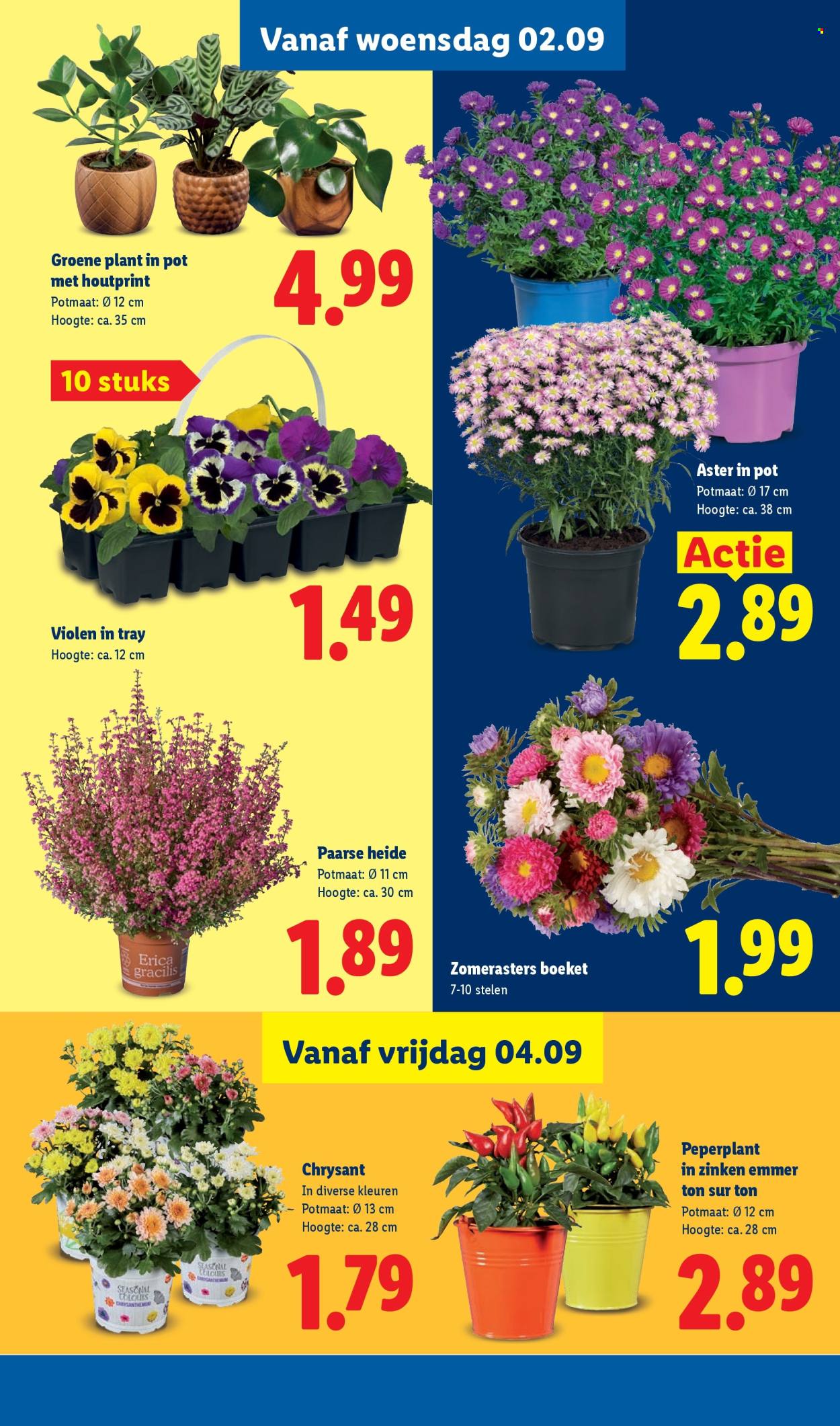 Lidl-aanbieding - 31.8.2026 - 6.9.2026. Pagina 42