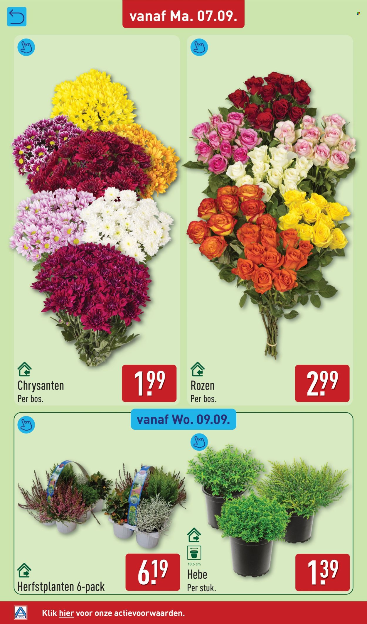 Aldi-aanbieding - 7.9.2026 - 13.9.2026. Pagina 34