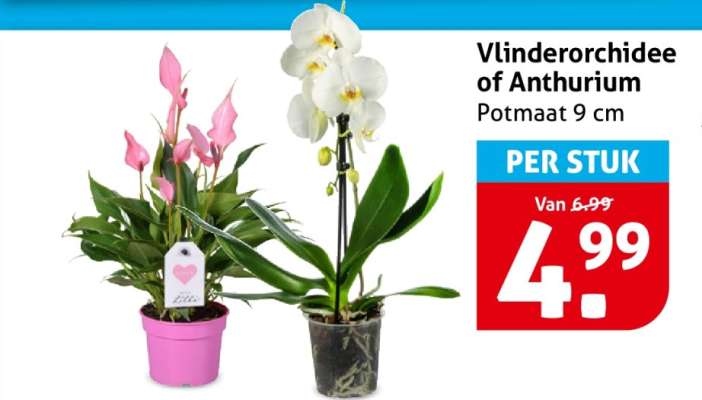 Vlinderorchidee of Anthurium