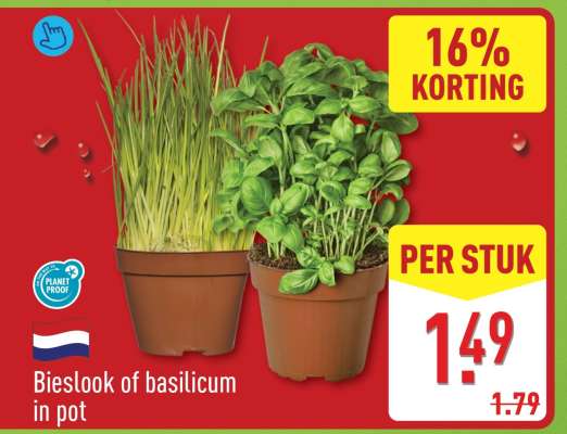 Bieslook of basilicum in pot