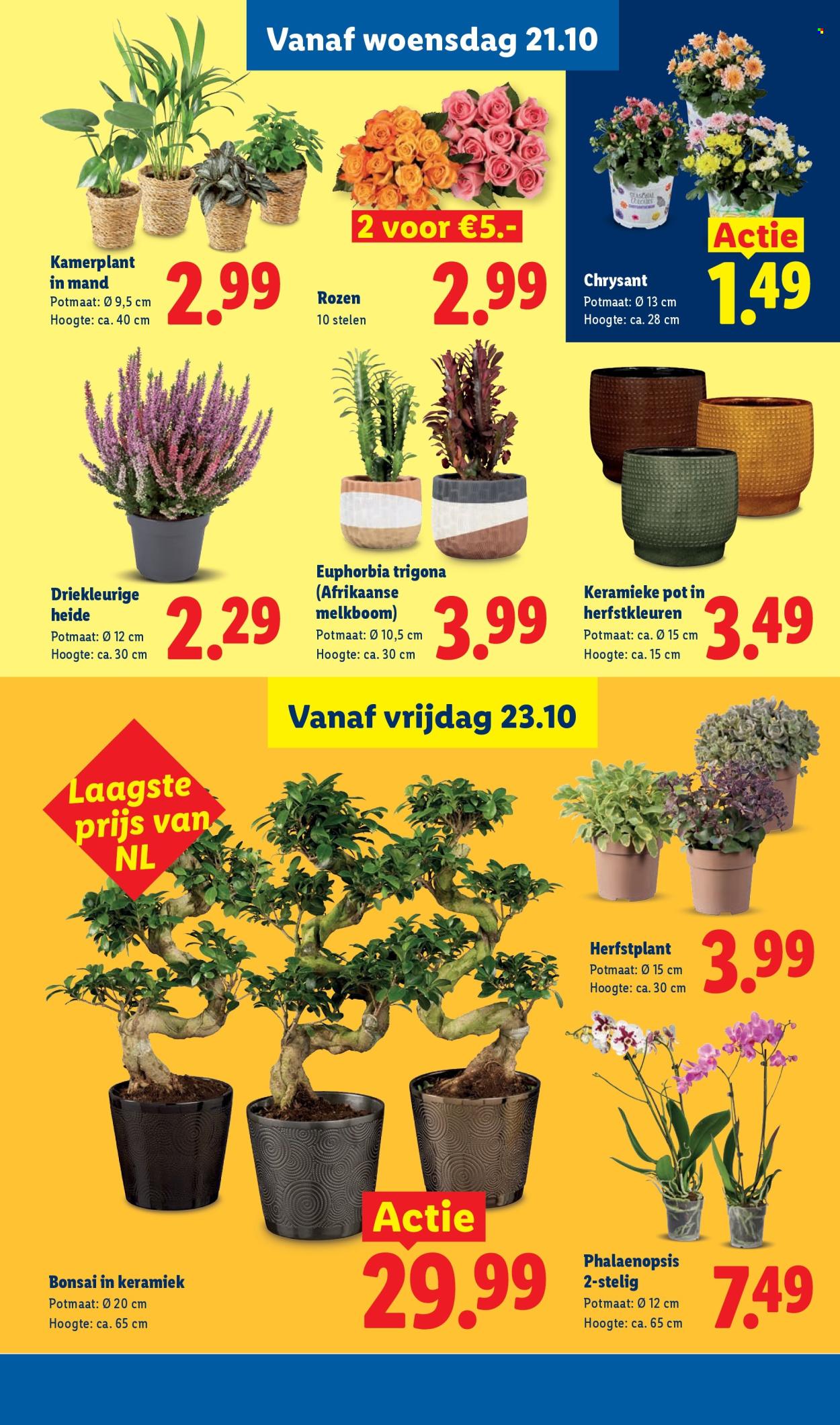 Lidl-aanbieding - 19.10.2026 - 25.10.2026. Pagina 16