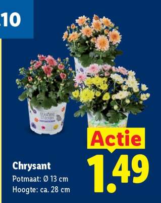 Chrysant
